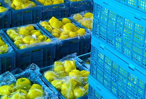 The role of plastic turnover baskets in vegetable logistics