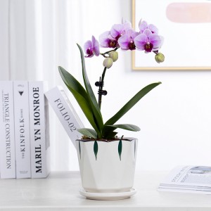 Vassoio in ceramica nordico semplice e creativo con vaso di fiori bianco piccolo e succulento all'ingrosso