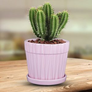Wholesale Ceramic Plant Pots | Indoor Flower Pots Supplier