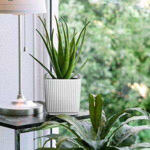 i-customize Modernong stripe Flower pot succulent Garden Gagmay nga Indoor puti nga ceramic Plant Pots
