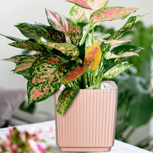 i-customize Modernong stripe Flower pot succulent Garden Gagmay nga Indoor puti nga ceramic Plant Pots