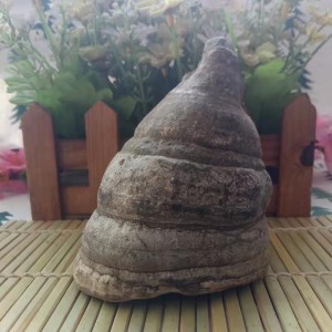 Mu Ti Ceng Kong Jun Bulk Chinese Herbal Medicine Dried Pyropolyporus Fomes Fomentarius
