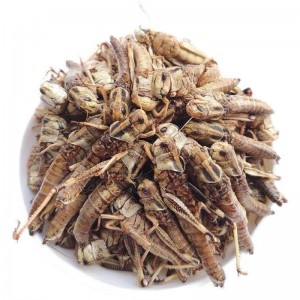 ma zha chinese animal medicine dried edible grasshopper dried locusts