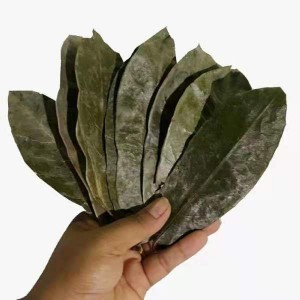 Ci guo fan li zhi Bulk dried graviola leaf graviola soursop leaves tea for sale