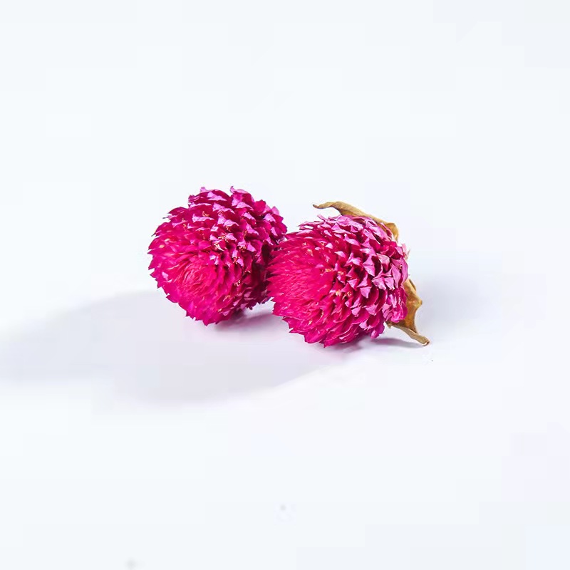 Goherbal Gardenia Suppliers –  Qian Ri Hong Chinese herbal medicine globe amaranth  – Bestop