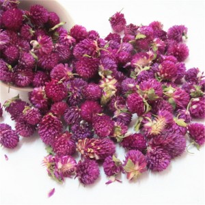 The infusion method and efficacy of globe amaranth flower
