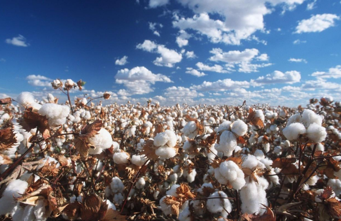 Difference Between Egyptian Cotton Pima Cotton and Xinjiang Cotton
