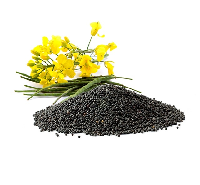 Canada-A Major Producer and Exporter of Rapeseed