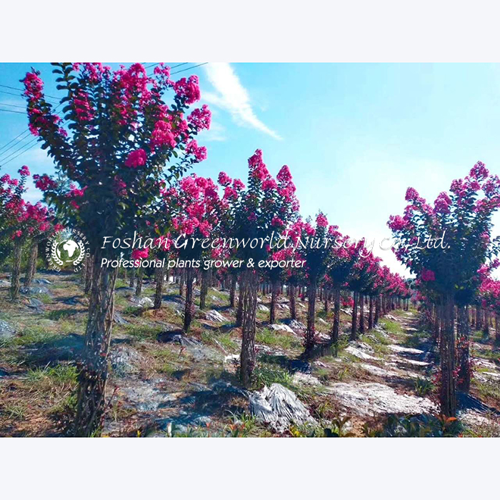 lagerstroemia indica Cage shape is also called Crape myrtle, and Crepe myrtle