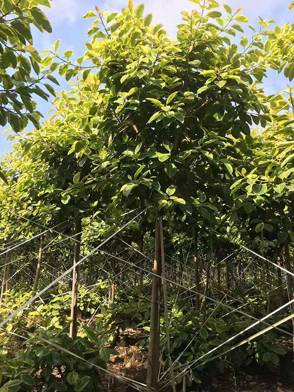 Ficus Altissima variegata