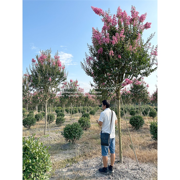 lagerstroemia indica clear trunk 2m standard