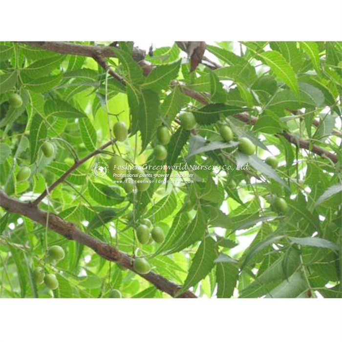 Azadirachta indica commonly known as neem, nimtree or Indian lilac