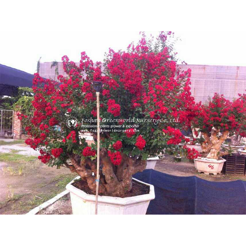 lagerstroemia indica dynamite bonsai is also called Crape myrtle, and Crepe myrtle