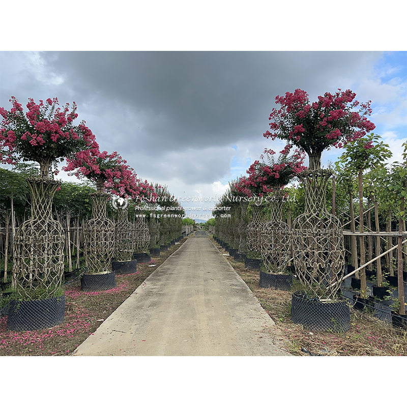 lagerstroemia indica vase is also called Crape myrtle, and Crepe myrtle.