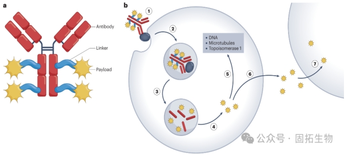 Antibody-drug conjugate (ADC) peptide linker