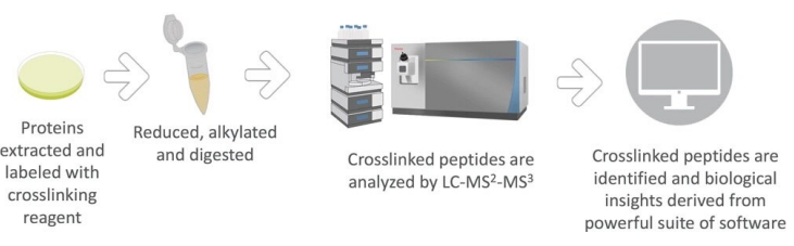 How can cross-linked mass spectrometry be used to analyze the structure of peptides in complex samples?