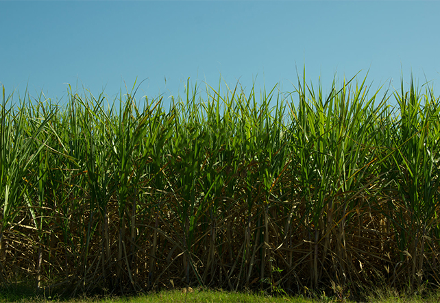 Sugarcane forest