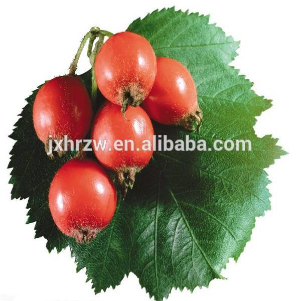 Wholesale Michelia Oil - Pure natural rose hip oil – HaiRui