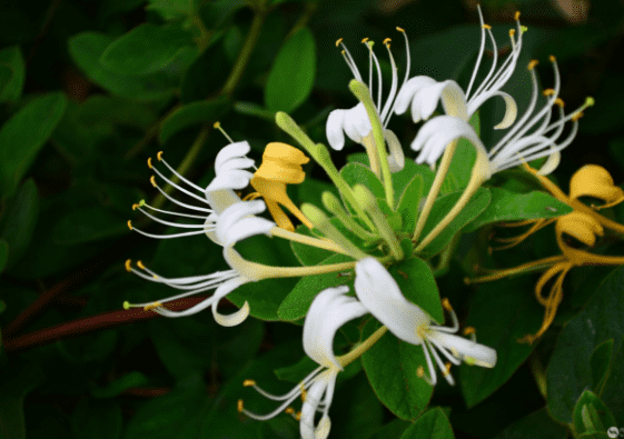Natural 99% HoneySuckle Flowers Extract Honeysuckle oil