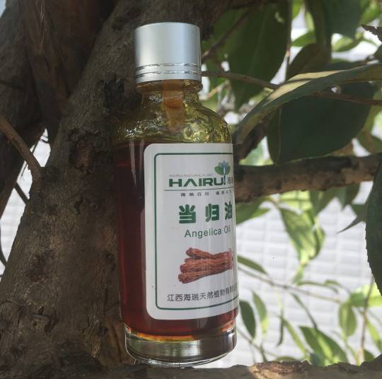 2018 China New Design Frankincense Myrrh Oil - Pure Angelica root extract oil – HaiRui