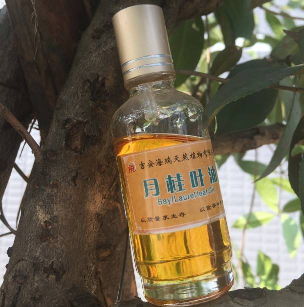 Factory Price For Camphor Oil - High quality Buchu Leaf oil – HaiRui