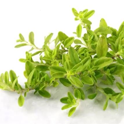 Factory Price Pure Thyme Essential Oil For Killing Virus
