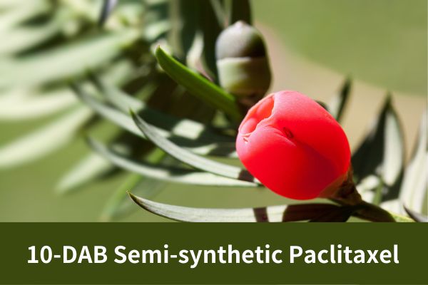 Factory Supply High Purity 10-DAB Semi-Synthetic Paclitaxel