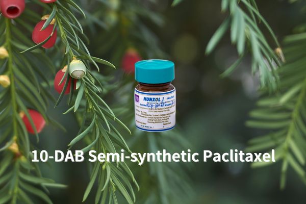 GMP factory sells high content and high purity 10-DAB Semi-synthetic Paclitaxel