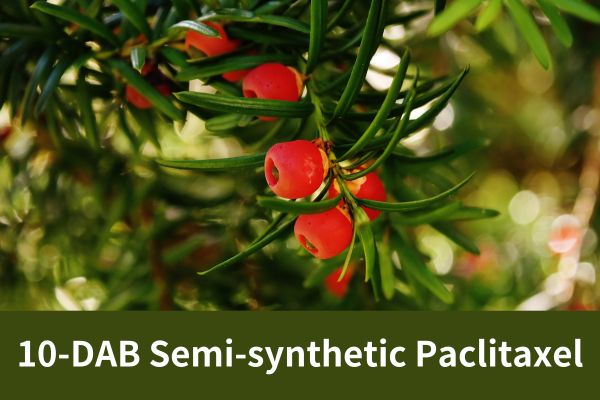 Factory Supply 10-DAB Semi-synthetic Paclitaxel