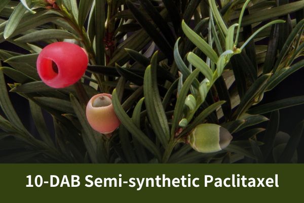 GMP Factory Supply 10-DAB Semi-synthetic Paclitaxel