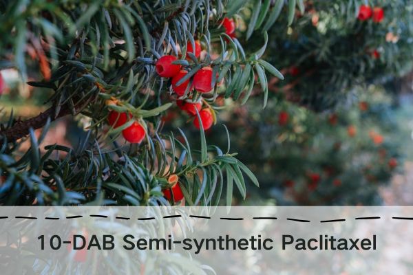 GMP Factory Supply 10-DAB Semi-synthetic Paclitaxel