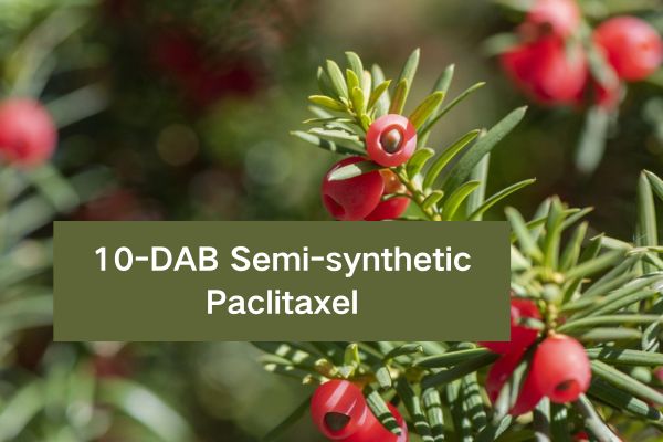 10-DAB Semi-synthetic Paclitaxel Powder