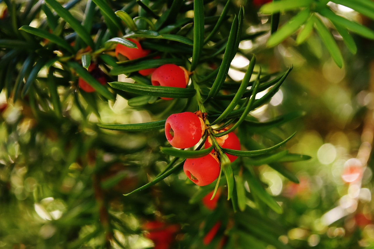 Excellent Anticancer Drug, Yew Extract – Paclitaxel
