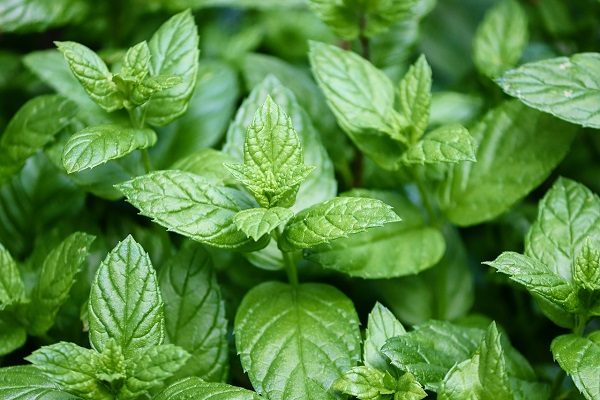 Peppermint extract menthol powder menthol menthol antibacterial agent cosmetic raw materials