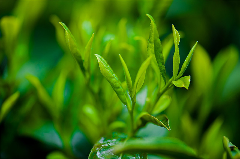 Tea extract tea polyphenols 98% food and beverage raw materials