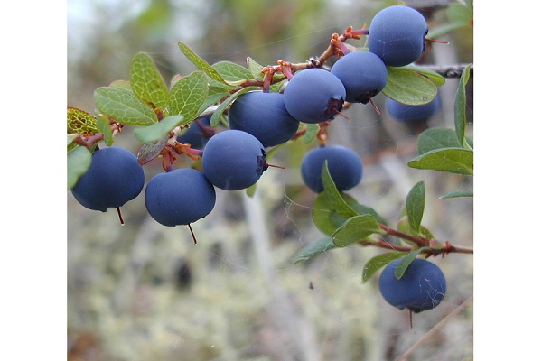 Blueberry extract anthocyanin 25% food additive dietary supplement
