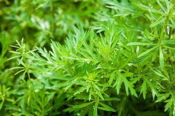 Artemisia annua extract dihydroartemisinin 98% cosmetic raw materials