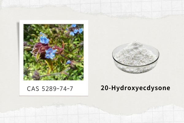20-Hydroxyecdysone Cyanotis Arachnoidea Extract Powder CAS 5289-74-7