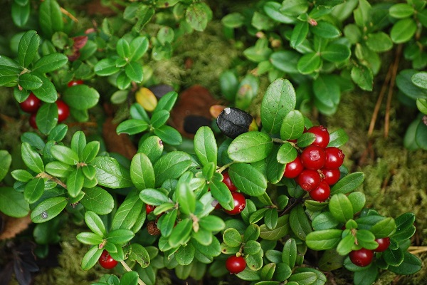 Anthocyanins 25% 36% Bilberry Extract Plant extract Spot supply