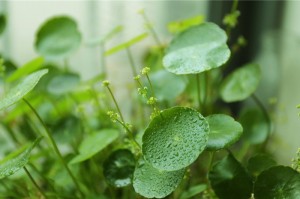 Hydrocotyle asiatica extract asiaticoside 80% cosmetic raw materials
