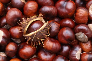 Herbal supplement material Horse chestnut extract