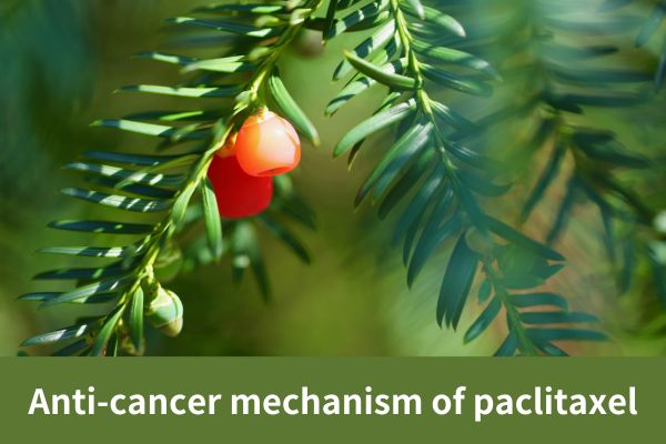 Anti-cancer mechanism of paclitaxel