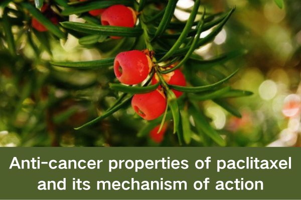 Anti-cancer properties of paclitaxel and its mechanism of action