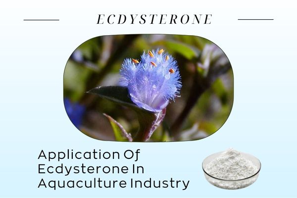 Application Of Ecdysterone In Aquaculture Industry