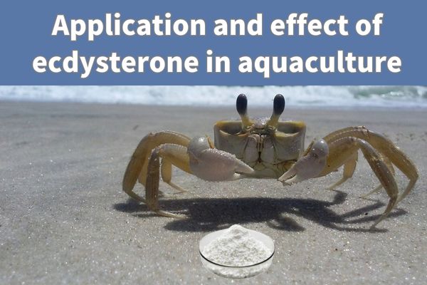 Application and effect of ecdysterone in aquaculture