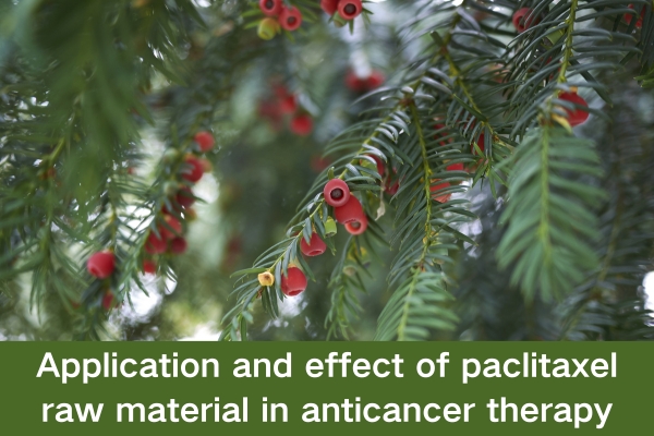 Application and effect of paclitaxel raw material in anticancer therapy