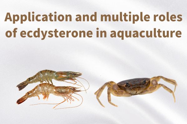 Application and multiple roles of ecdysterone in aquaculture