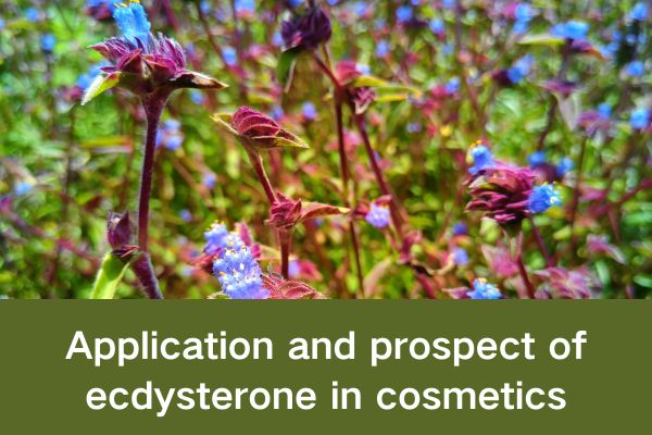 Application and prospect of ecdysterone in cosmetics