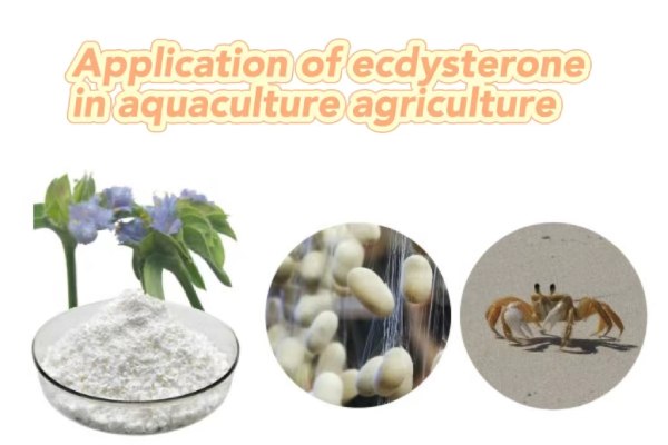 Application of ecdysterone in aquaculture agriculture