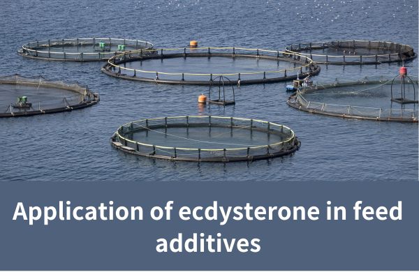 Application of ecdysterone in feed additives